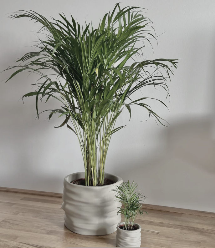 Clayla Planter