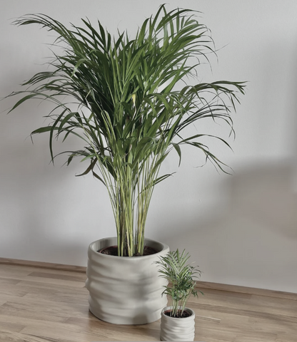 Clayla Planter
